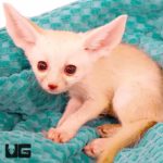 Baby Fennec Foxes For Sale - Underground Reptiles