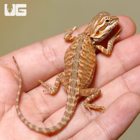 Baby Sienna Silky Bearded Dragons (Pogona vitticeps) For Sale - Underground Reptiles