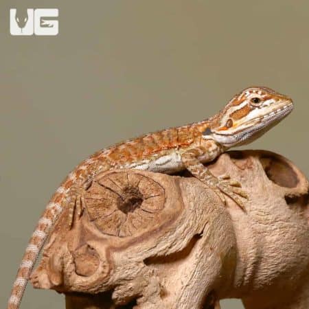 Baby Sienna Bearded Dragon on a wooden log, showcasing vibrant orange and tan coloration.