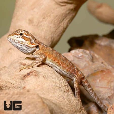 Baby Sienna Bearded Dragon on rocks in a terrarium.