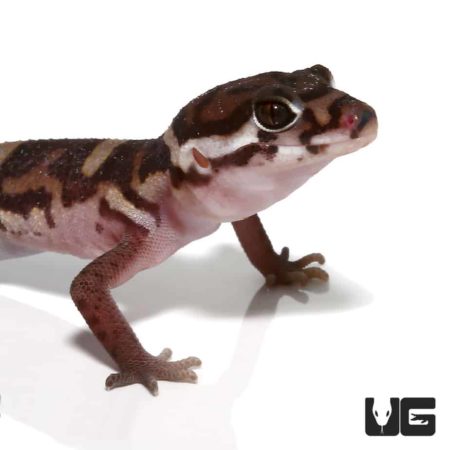 Central American Banded Gecko For Sale - Underground Reptiles