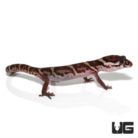 Central American Banded Gecko For Sale - Underground Reptiles