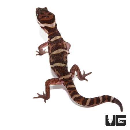 Central American Banded Gecko For Sale - Underground Reptiles