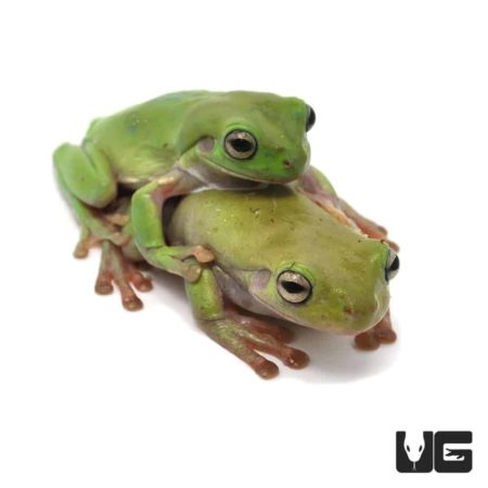 Dumpy Tree Frogs For Sale - Underground Reptiles