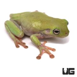 Dumpy Tree Frogs For Sale - Underground Reptiles