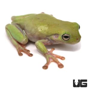 Tree Frogs For Sale - Underground Reptiles