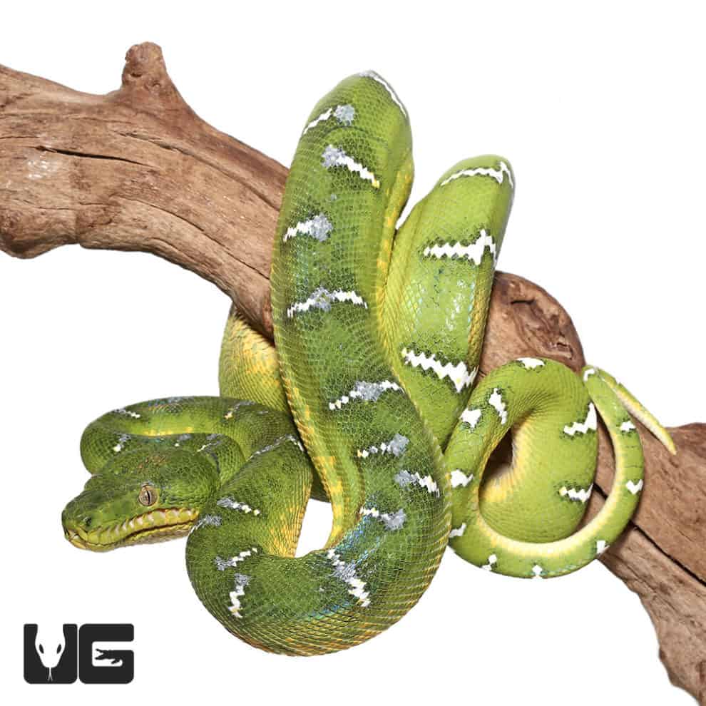 Emerald Tree Boas For Sale - Underground Reptiles