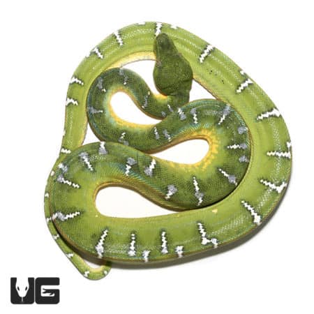 Emerald Tree Boas (Corallus caninus) For Sale - Underground Reptiles