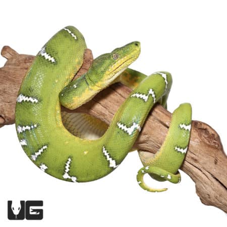 Emerald Tree Boas (Corallus caninus) For Sale - Underground Reptiles