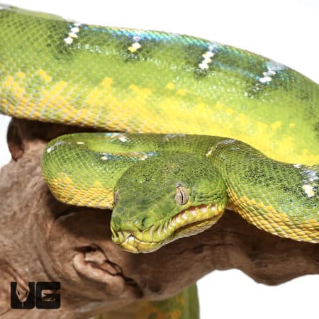 Emerald Tree Boas (Corallus caninus) For Sale - Underground Reptiles
