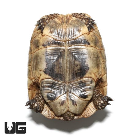 Greek Tortoises (Testudo graeca) For Sale - Underground Reptiles