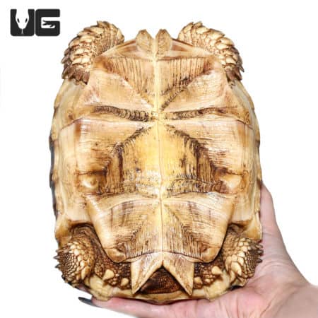 Juvenile Sulcata Tortoises (Centrochelys sulcata) For Sale - Underground Reptiles