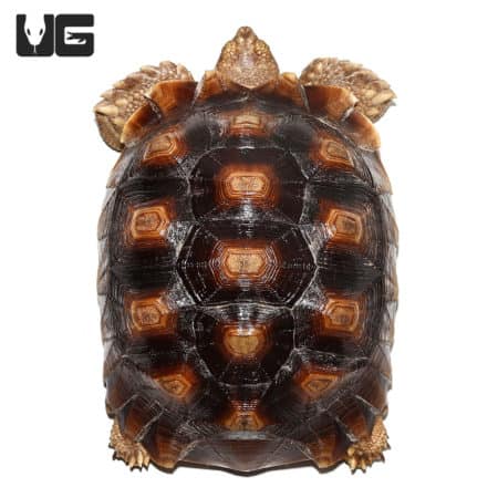 Juvenile Sulcata Tortoises (Centrochelys sulcata) For Sale - Underground Reptiles