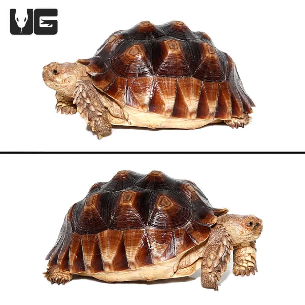 Yearling Sulcata Tortoises For Sale - Underground Reptiles