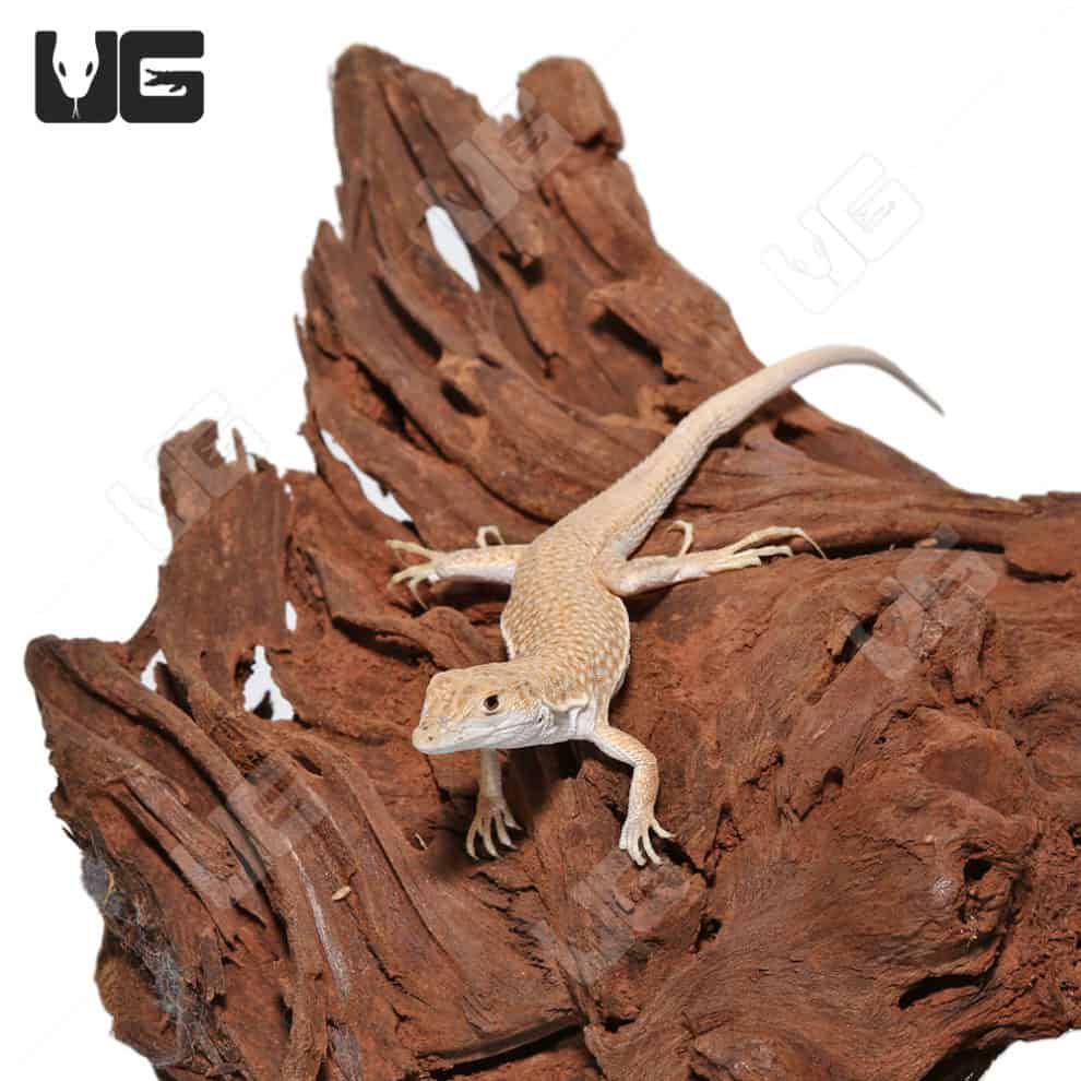 Bosc's Fringe Fingered Lizard (Acanthodactylus boskianus) For Sale ...