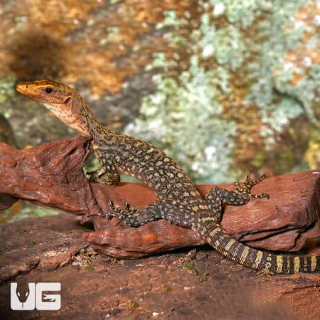 Baby Yellow Quince Monitors (Varanus melinus) For Sale - Underground Reptiles