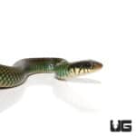 Speckled Racer (Drymobius margaritiferus) For Sale - Underground Reptiles