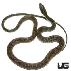Speckled Racer (Drymobius margaritiferus) For Sale - Underground Reptiles