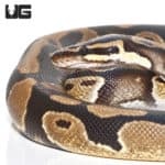 Yearling Double Het Clown Pied Ball Python (Python regius) For Sale - Underground Reptiles