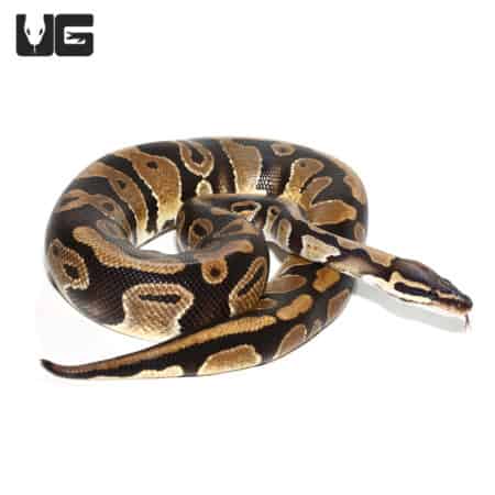 Yearling Double Het Clown Pied Ball Python (Python regius) For Sale - Underground Reptiles