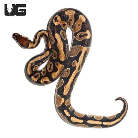 Yearling Double Het Clown Pied Ball Python (Python regius) For Sale - Underground Reptiles