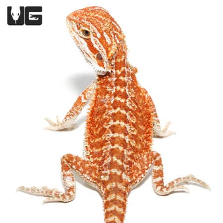 Baby Molten Lava Bearded Dragon