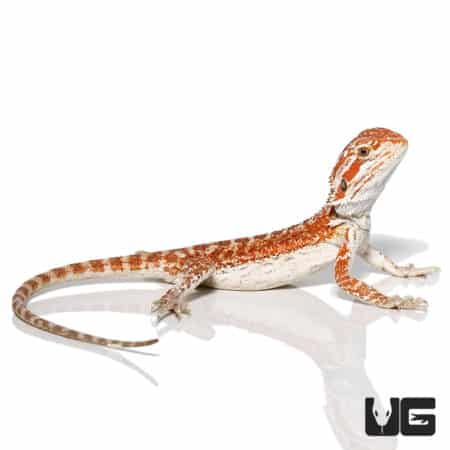 Baby Molten Lava Bearded Dragon