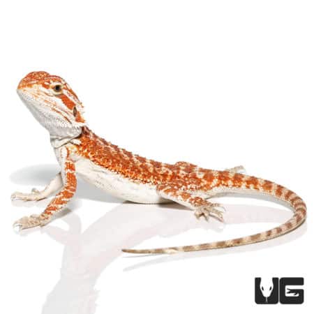 Baby Molten Lava Bearded Dragon