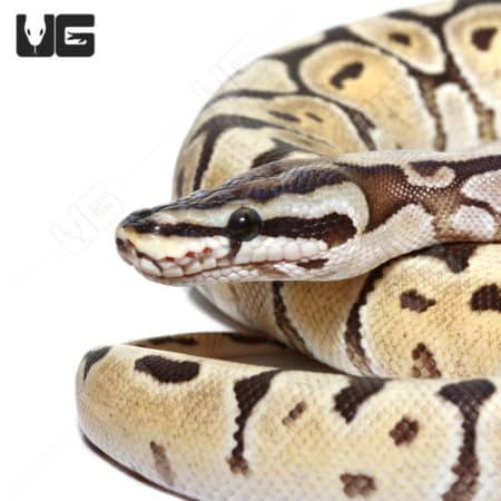 Female Hurricane Mojave Spider Ball Python, Het Hypo Rainbow, showcasing vibrant pattern and colorat.