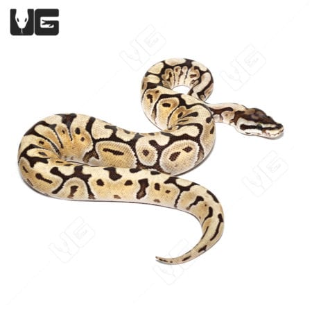 Female Hurricane Mojave Spider Ball Python, 2022, showcasing vibrant pattern.