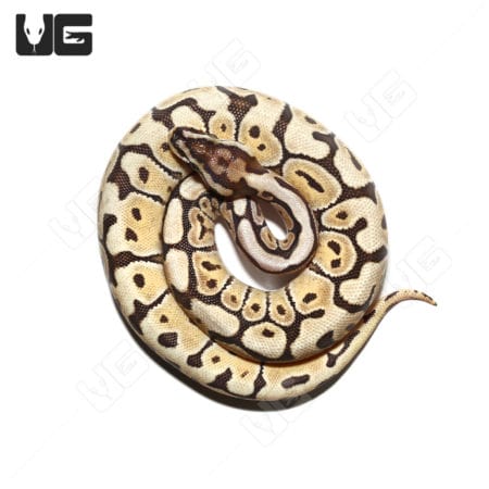 Female Hurricane Mojave Spider Ball Python, 2022, from Underground Reptiles.