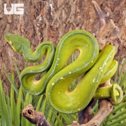 Jayapura Green Tree Python For Sale - Underground Reptiles