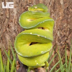 Jayapura Green Tree Python For Sale - Underground Reptiles