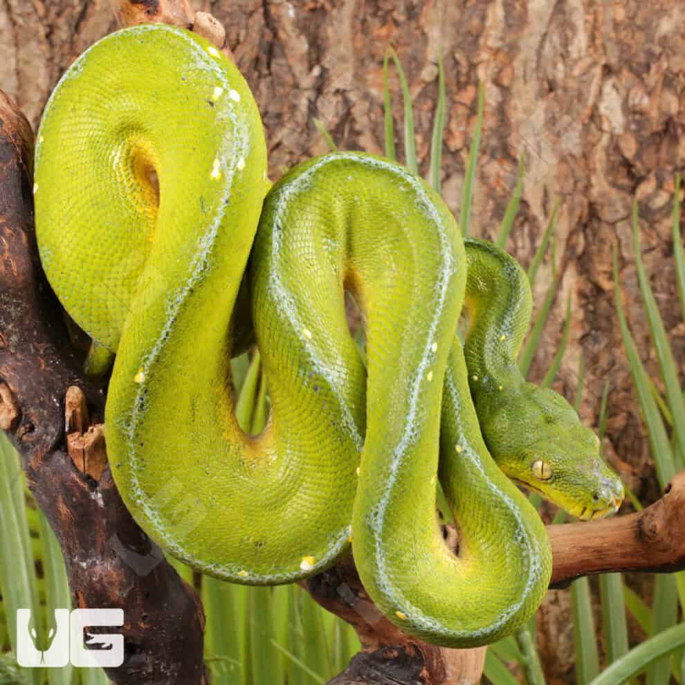 Jayapura Green Tree Python For Sale - Underground Reptiles