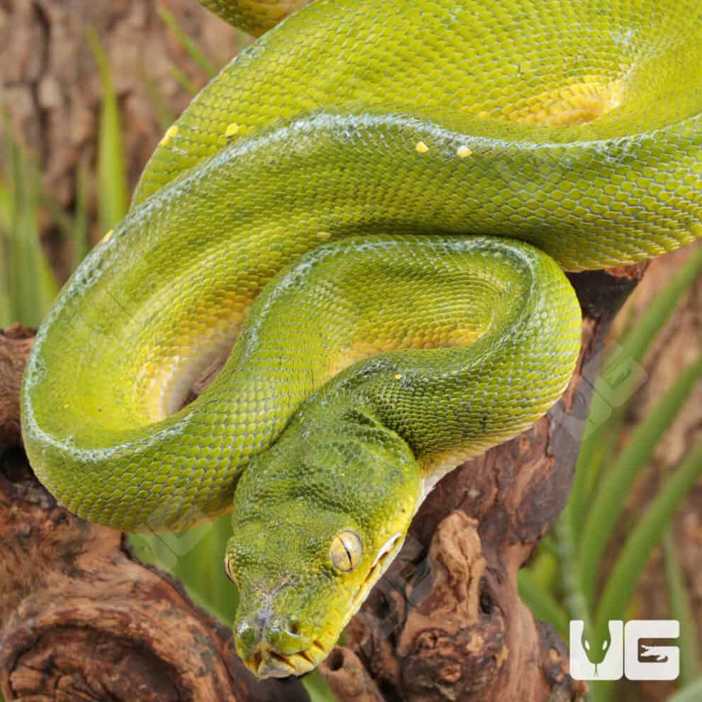 Jayapura Green Tree Python For Sale - Underground Reptiles