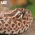Baby Arctic Western Hognose Snake (Heterodon nasicus) For Sale - Underground Reptiles