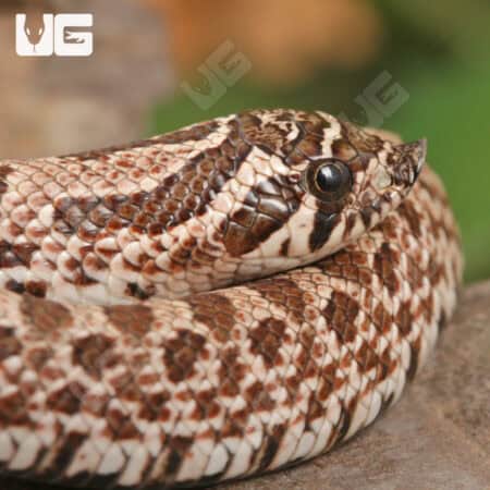 Baby Arctic Western Hognose Snake (Heterodon nasicus) For Sale - Underground Reptiles