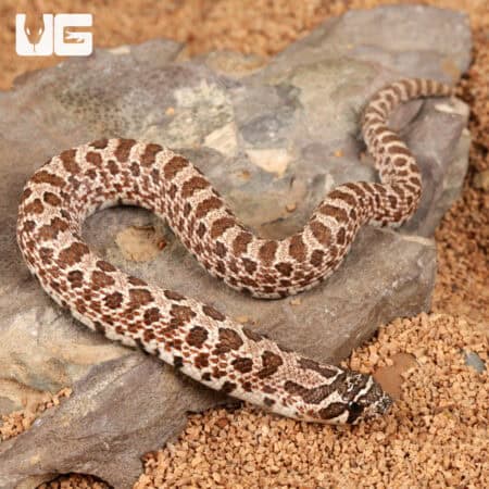Baby Arctic Western Hognose Snake (Heterodon nasicus) For Sale - Underground Reptiles