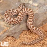 Baby Arctic Western Hognose Snake (Heterodon nasicus) For Sale - Underground Reptiles