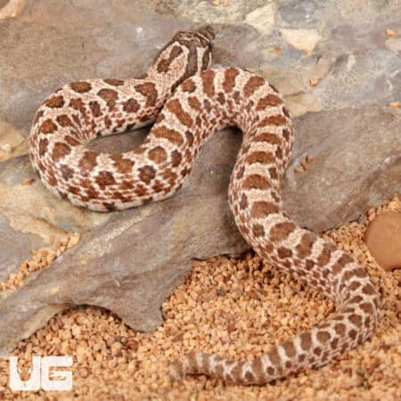 Baby Arctic Western Hognose Snake (Heterodon nasicus) For Sale - Underground Reptiles