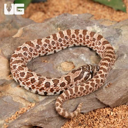 Baby Arctic Western Hognose Snake (Heterodon nasicus) For Sale - Underground Reptiles