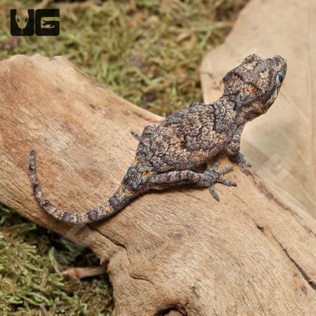 Baby Reticulated Gargoyle Geckos (Rhacodactylus auriculatus) For Sale - Underground Reptiles