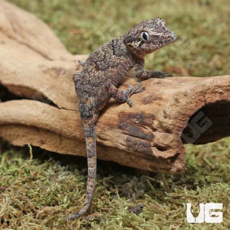 Baby Reticulated Gargoyle Geckos (Rhacodactylus auriculatus) For Sale - Underground Reptiles