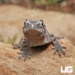 Baby Reticulated Gargoyle Geckos (Rhacodactylus auriculatus) For Sale - Underground Reptiles