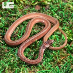 Dekay Snake For Sale - Underground reptiles