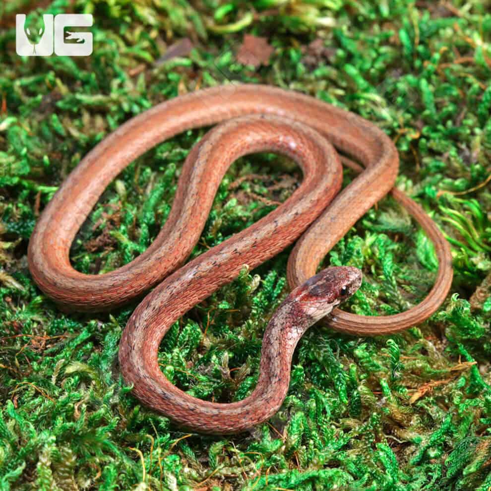 Dekay Snake For Sale Underground Reptiles dekay-snake-for-sale-underground-reptiles