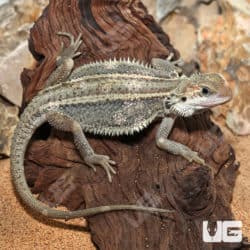 Juvenile Pied Genetic Stripe Translucent Bearded Dragon #1(Pogona vitticeps)For Sale - Underground Reptiles