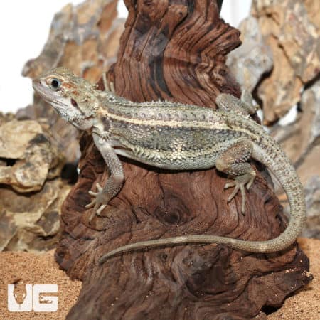 Juvenile Pied Genetic Stripe Translucent Bearded Dragon #1(Pogona vitticeps)For Sale - Underground Reptiles