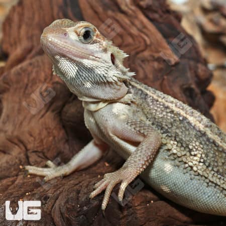 Juvenile Pied Genetic Stripe Translucent Bearded Dragon #1(Pogona vitticeps)For Sale - Underground Reptiles