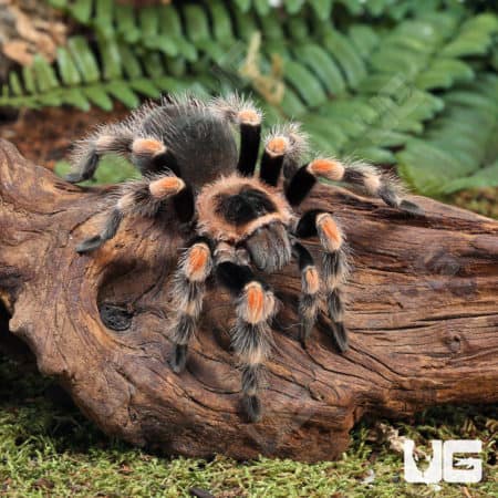 Mexican Redknee Tarantulas For Sale - Underground Reptiles